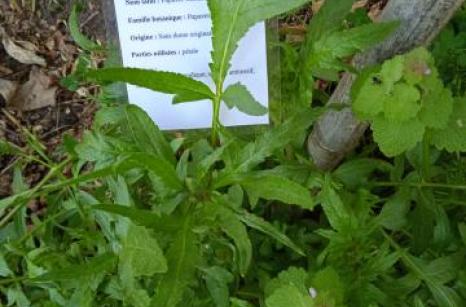 Coquelicot Ettiquette