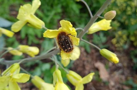 Insect sur fleur  ?