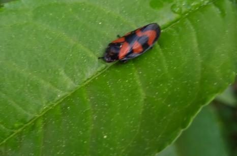 Insecte ?
