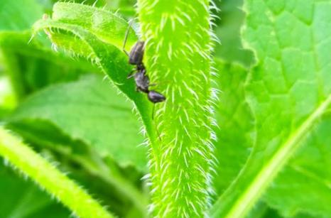 Fourmis sur tige