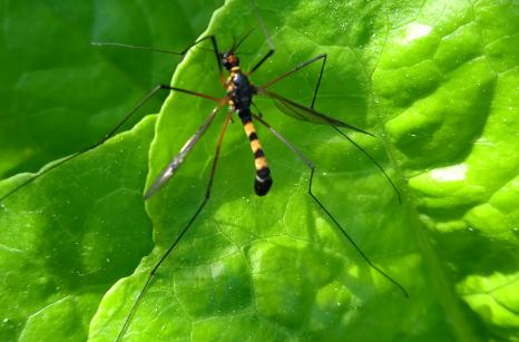 Insecte ?