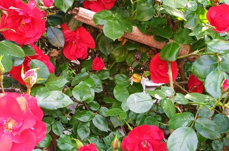 Rose cultivé