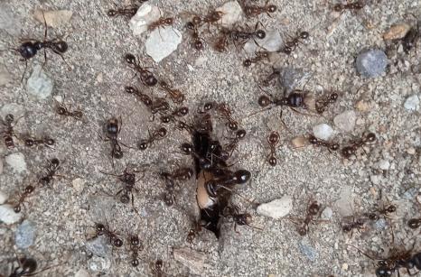 Fourmis