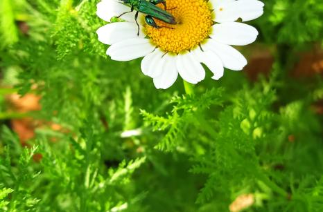 Green bug