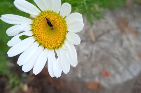 Insect ?