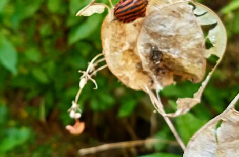 Coleoptere