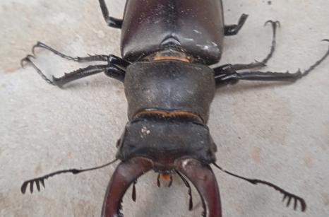 Lucane Cerf-volant, Lucanus cervus cervus