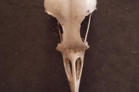 Crane d'oiseaux