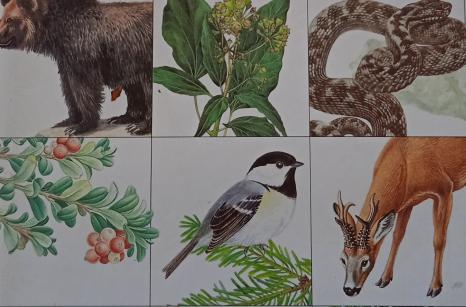 Livre animaux foret