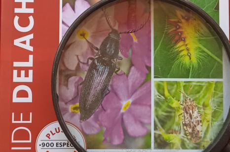 Insectes