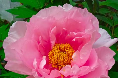 Pivoine