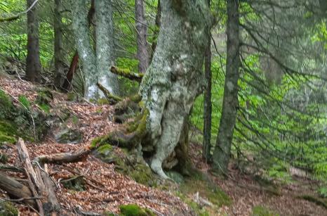 Coin de la forêt