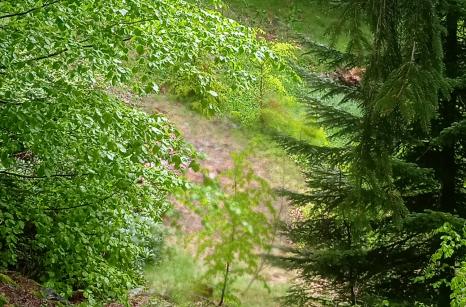 Coin de la forêt