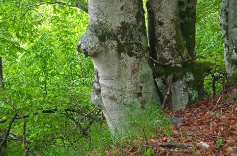 Coin de la forêt