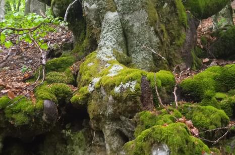 Coin de la forêt