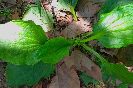 Plantain