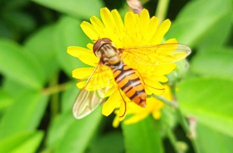 Insecte  sur fleur