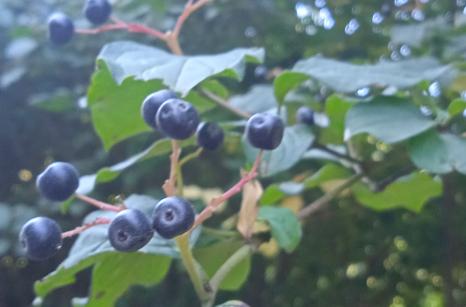 Fruits de liane