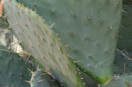 Cactus