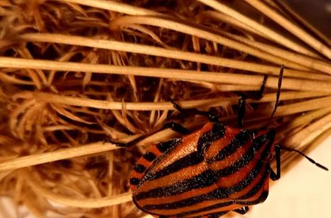 Punaise arlequin, graphosoma lineatum