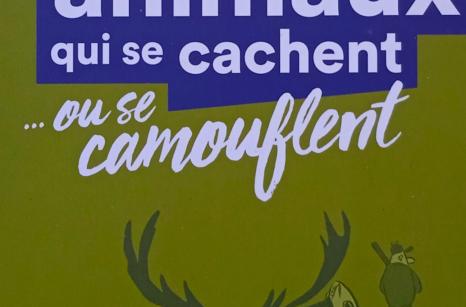 Les animaux se cachent