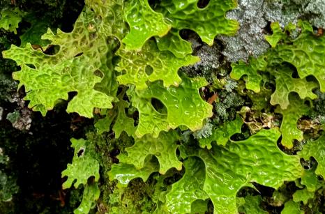 Lichen pulmonaire