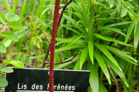 Lis des Pyrénées