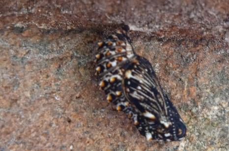 Metamorphose de ?