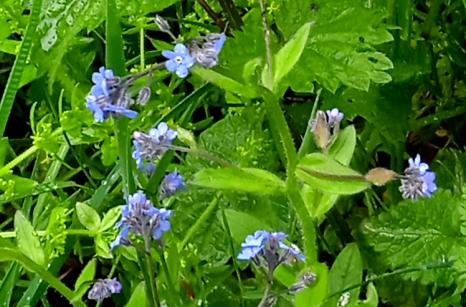 Mysotis des Bois