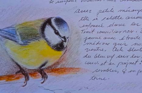 Oiseaux mes dessins