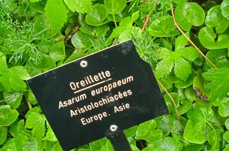 Oreillette