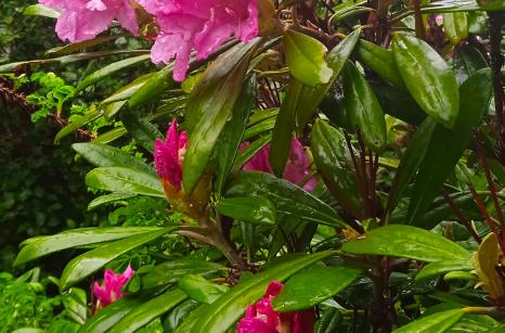 Rhododendron