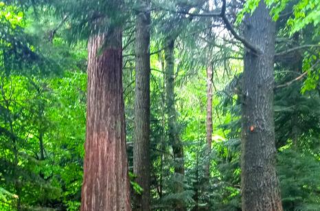 Sequoia geante