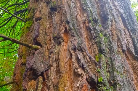 Sequoia geant