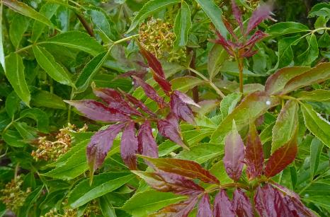 Sureau ( espèce S.blanc ?)