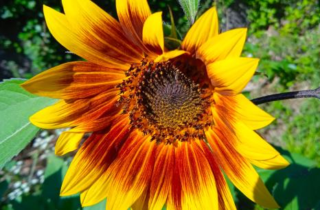 Tournesol
