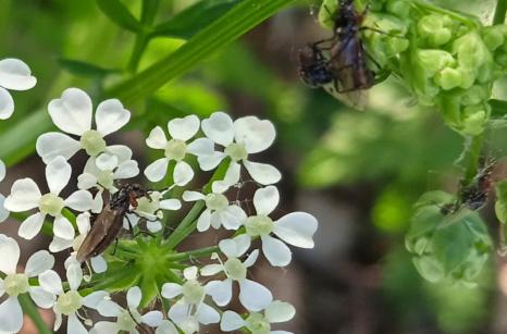 Trois insectes