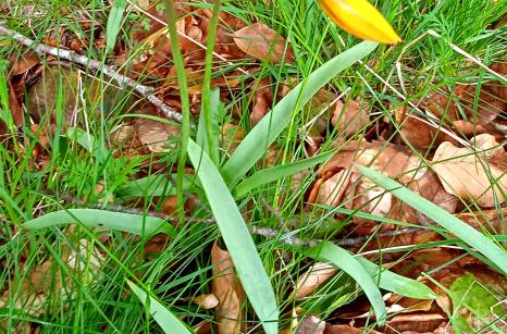 Tulipe des bois