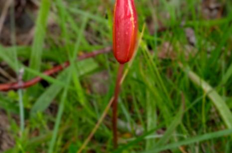 Tulipe des bois