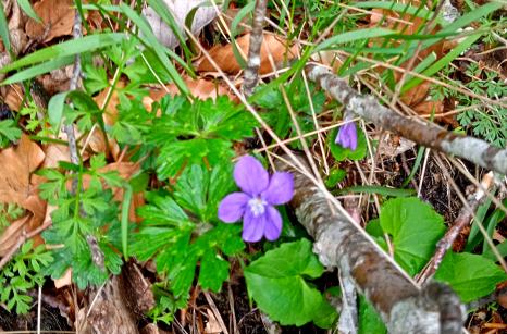 Violette des bois