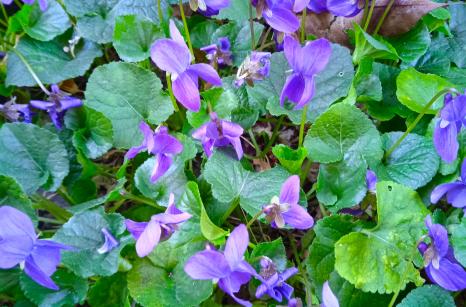 Violette odorante