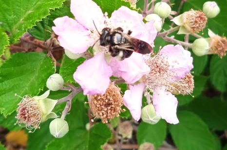 Abeille
