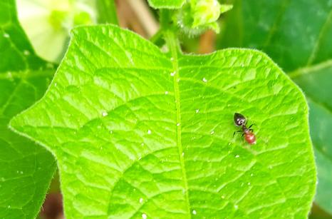 Fourmis