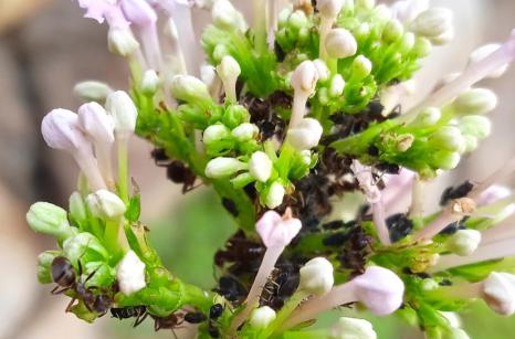 Fourmis et pucerons