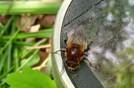 Syrphe des Narcisses, Merodon equestris, Syrphidae