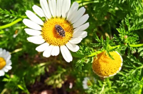 Black bug