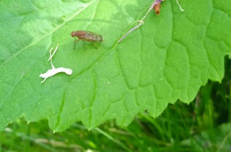 Insecte ?