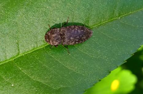 Insecte ?