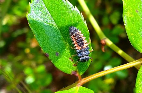 Larve de coccinelle  sept points