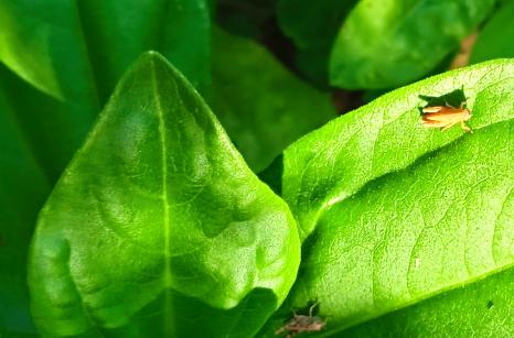 grasshopper ?